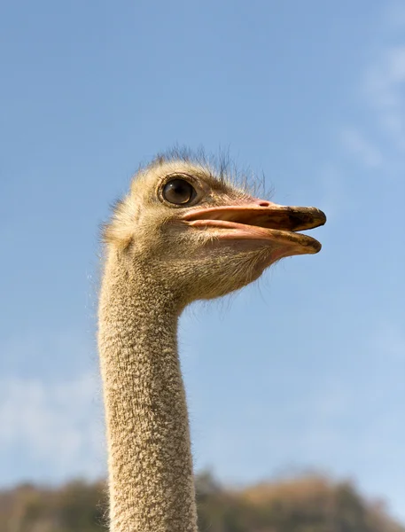 Portrait of ostrich — Stock Photo, Image