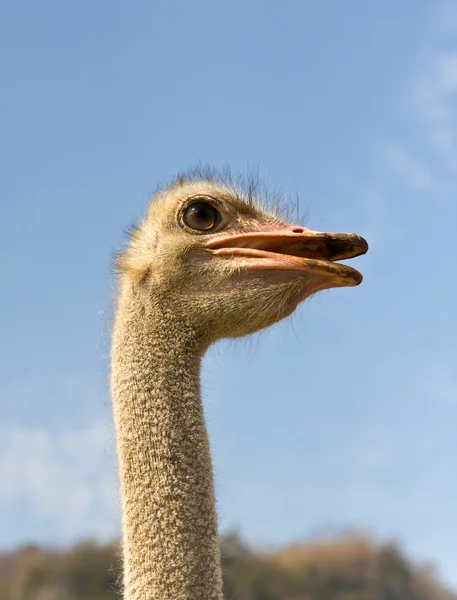 stock image Portrait of ostrich