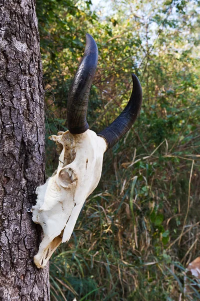 Skull buffalo — Stock Photo, Image