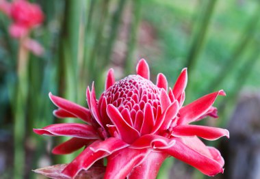 Torch ginger clipart