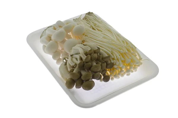 Cogumelo de Shimeji — Fotografia de Stock