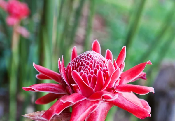 Torch ginger — Stock Photo, Image