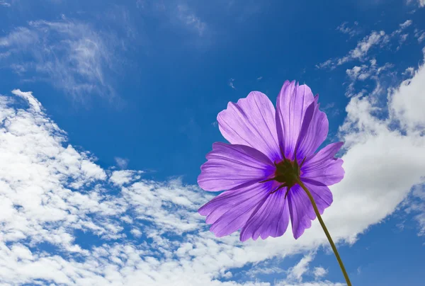 stock image Violet Cosmos flowers