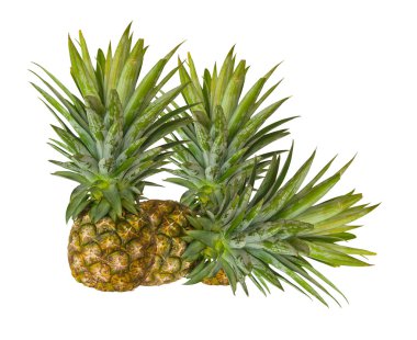 taze ananas