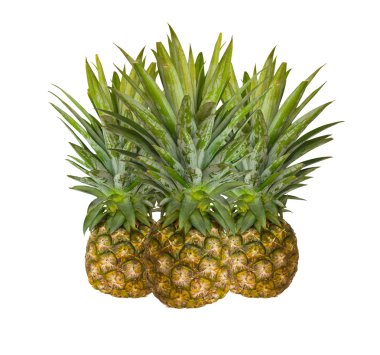 taze ananas