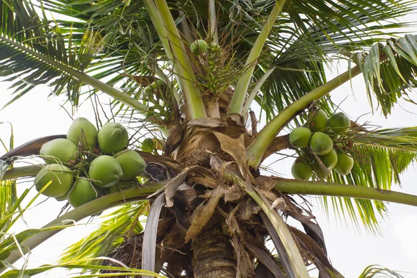 Árbol de coco — Foto de Stock