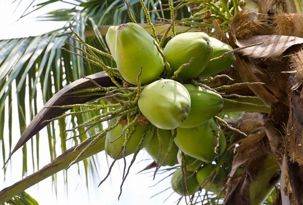 Close-up van kokosnoot — Stockfoto