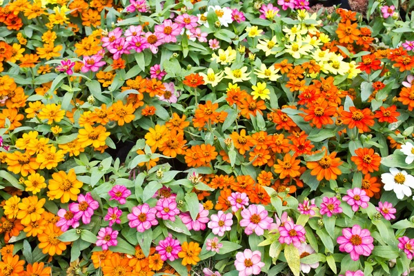 Flores de colores en el jardín —  Fotos de Stock