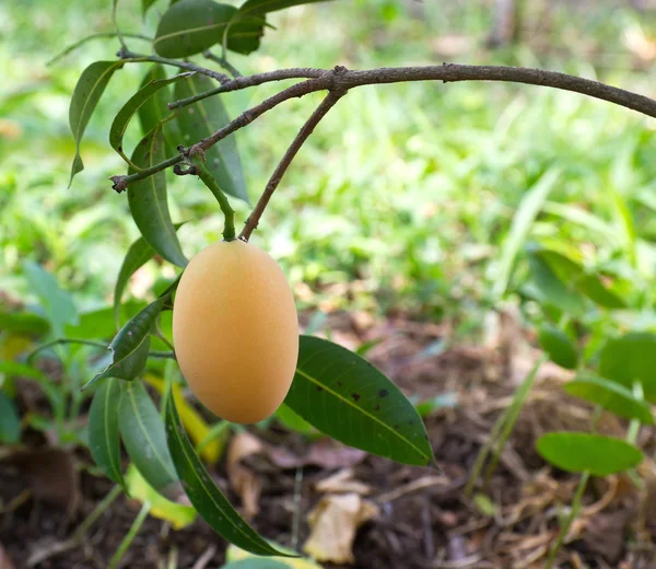Maprang (thai fruit) — Stockfoto