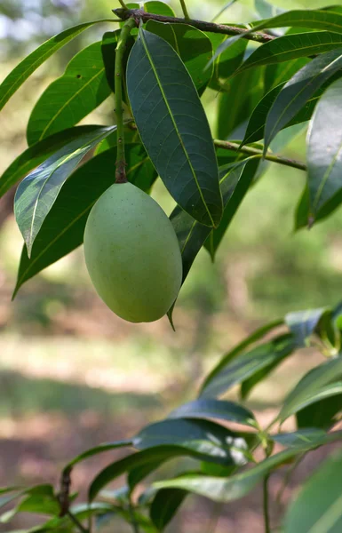 Maprang (tajski owoce) — Zdjęcie stockowe