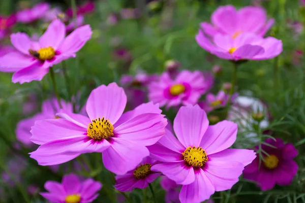 Pink Cosmos flowers — Stock Photo, Image