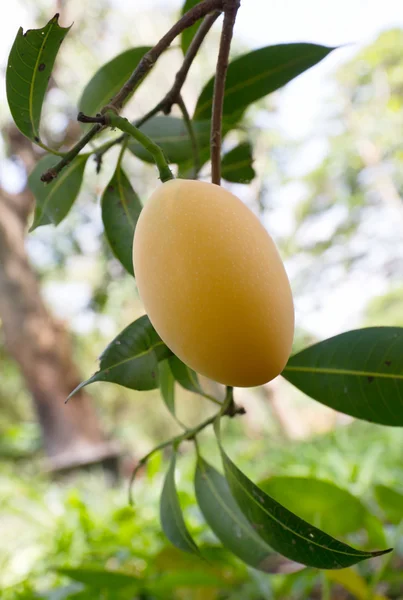 Maprang (tajski owoce) — Zdjęcie stockowe