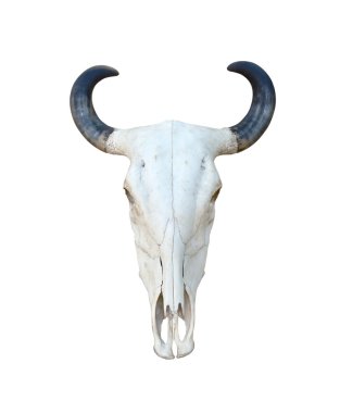 Buffalo skull izole
