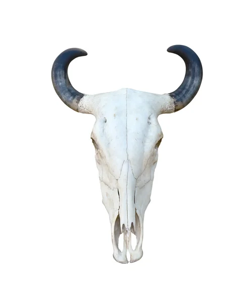 Isolado de crânio de búfalo — Fotografia de Stock