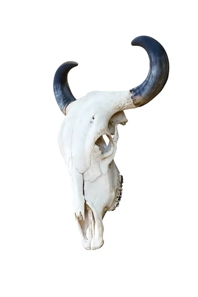 Crânio de búfalo — Fotografia de Stock