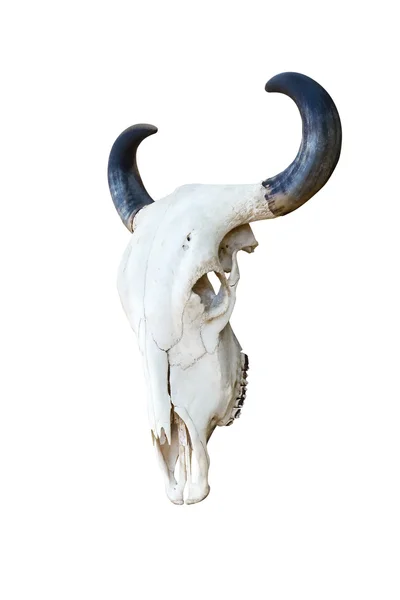 Stock image Buffalo skull