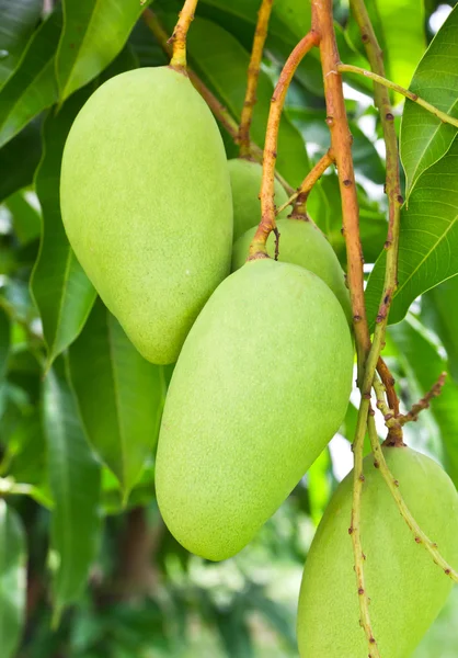 Дерева манго — стокове фото