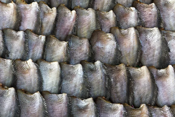 Satılık salid balık — Stok fotoğraf