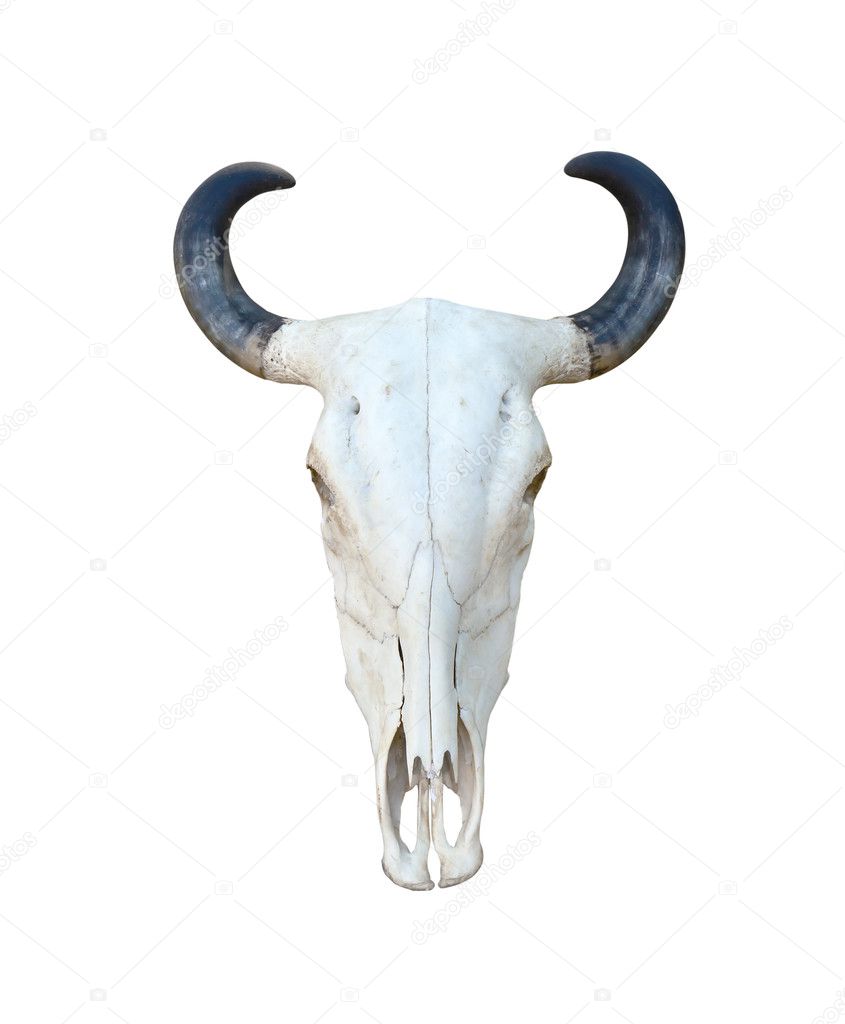 Buffalo skull isolate