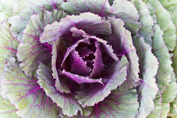 Closeup Fresh Cabbage — Stock Photo, Image
