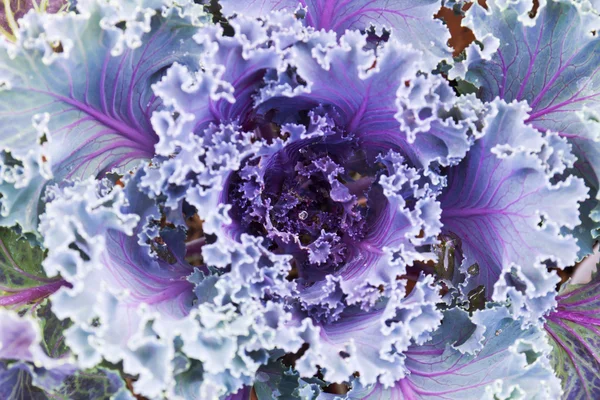 Repolho violeta decorativo — Fotografia de Stock