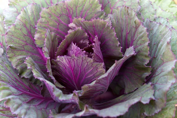Фіолетовий капуста свіжа — стокове фото