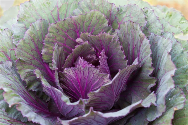 Closeup Fresh violet Cabbage — Stock Photo, Image