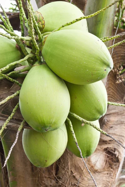 Sekelompok kelapa — Stok Foto