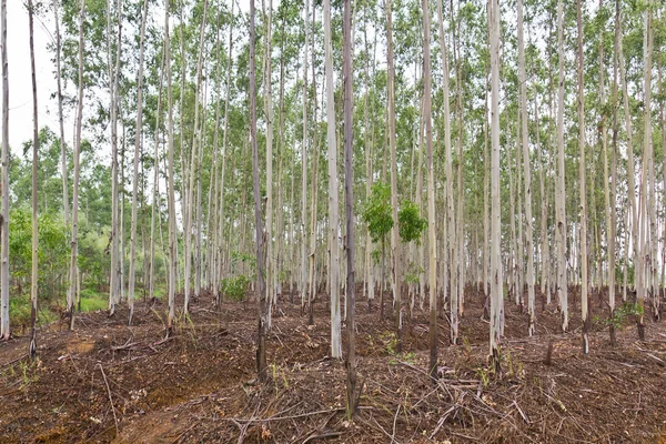 Eukalyptus plantáž — Stock fotografie