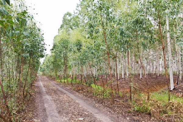 Plantação de eucaliptos — Fotografia de Stock