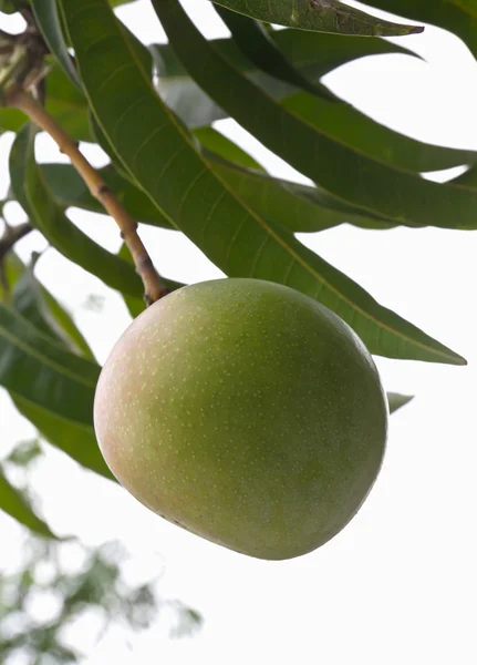 Groene mangoboom — Stockfoto