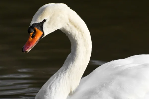 Närbild på swan — Stockfoto