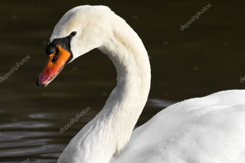Close up of swan