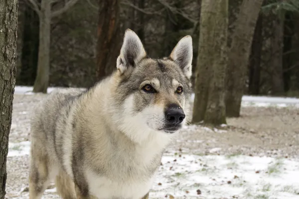 捷克斯拉夫 wolfdog — 图库照片