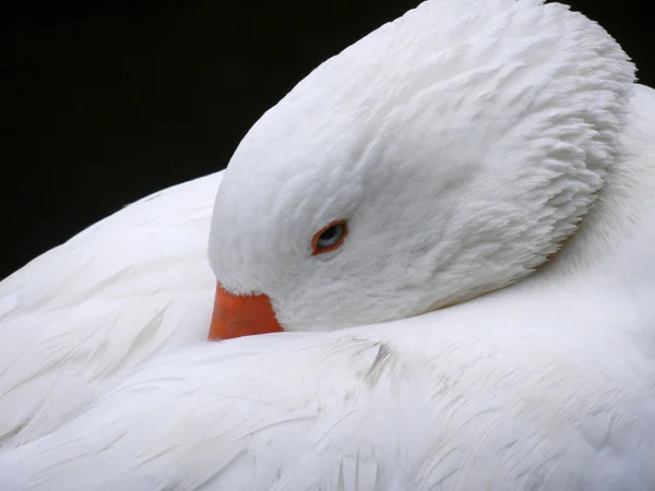 Duck with its beak between the wings — Stock Photo, Image