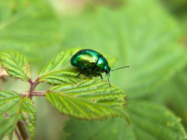 Cetonia aurata