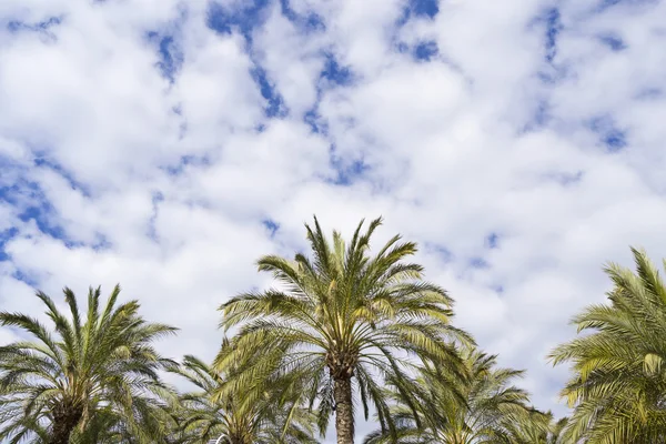 stock image Palm trees