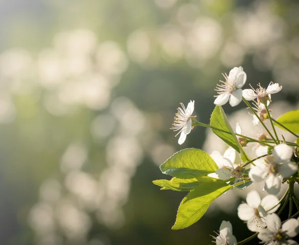 White flowers of blooming cherry — Stock Photo, Image