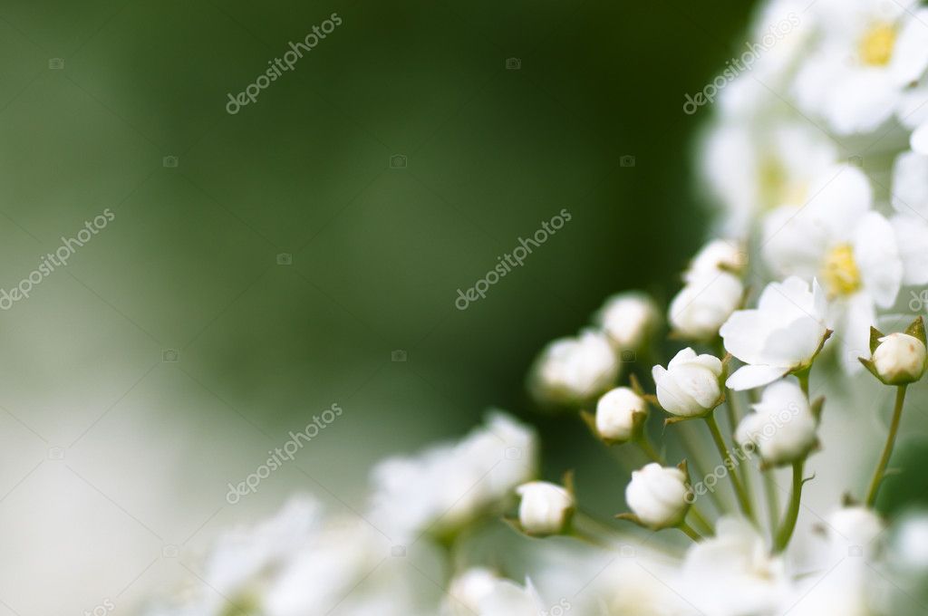 White flowers of blooming cherry