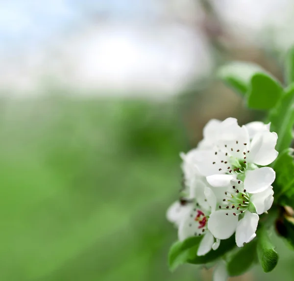 stock image Apple flowers