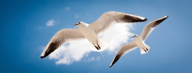 Two seagulls are flying clipart