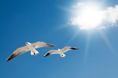 Two seagulls are flying