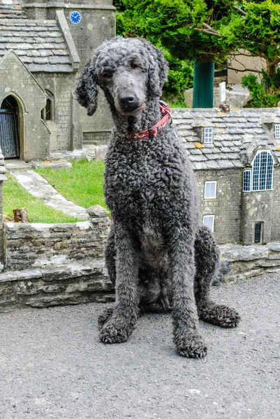 Giant Poodle in Model Village — Stock Photo, Image