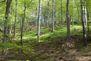 English Woodland in the Summer clipart