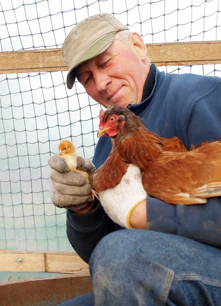 stock image Baby chick and hen