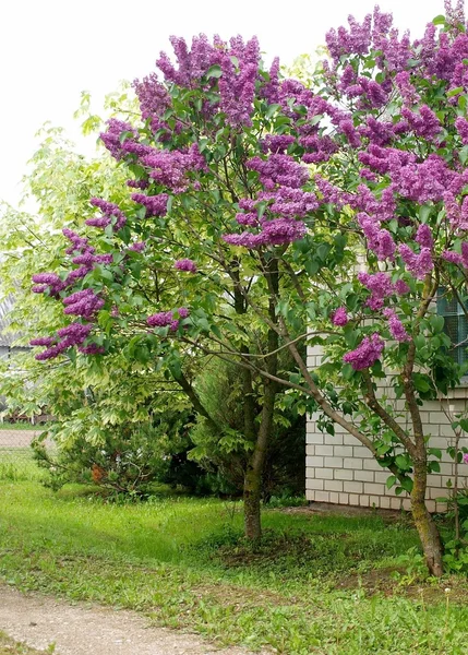 stock image Syringa