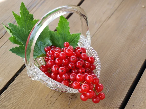 stock image Red currants