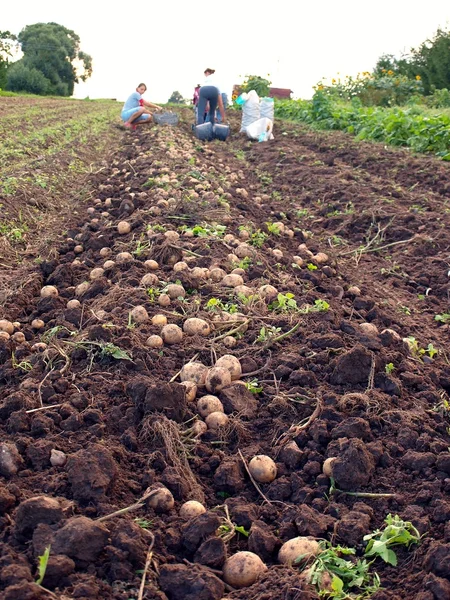 Potatoes harvesting — Stock Photo, Image