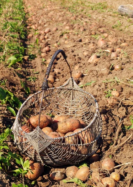 Картопля збирання врожаю — стокове фото