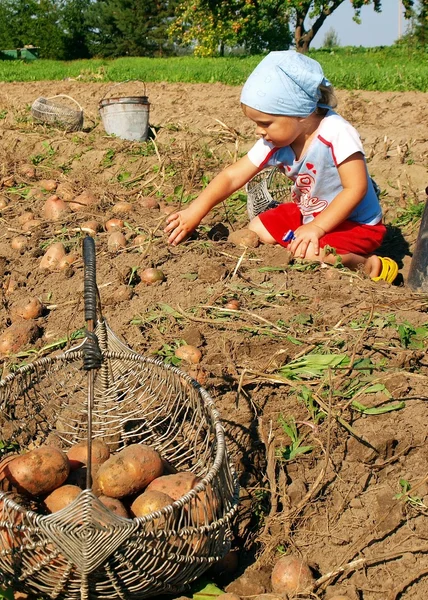 stock image Potatoes harvesting